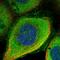 DNA Damage Induced Apoptosis Suppressor antibody, HPA038541, Atlas Antibodies, Immunofluorescence image 