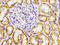 Chemerin Chemokine-Like Receptor 1 antibody, LS-C670957, Lifespan Biosciences, Immunohistochemistry paraffin image 