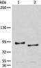 Chordin antibody, PA5-68401, Invitrogen Antibodies, Western Blot image 