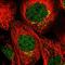 MyoD Family Inhibitor Domain Containing antibody, HPA030716, Atlas Antibodies, Immunofluorescence image 