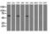 PK1 antibody, LS-C115400, Lifespan Biosciences, Western Blot image 