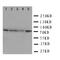 MOT antibody, orb76302, Biorbyt, Western Blot image 