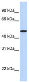 Erythropoietin Receptor antibody, TA334648, Origene, Western Blot image 