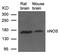 Nitric Oxide Synthase 1 antibody, 79-561, ProSci, Western Blot image 