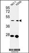 Hsp90 co-chaperone Cdc37 antibody, TA325086, Origene, Western Blot image 