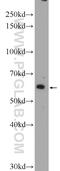 C21orf78.6  antibody, 55312-1-AP, Proteintech Group, Western Blot image 