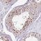 Chromosome 19 Open Reading Frame 33 antibody, PA5-62962, Invitrogen Antibodies, Immunohistochemistry frozen image 