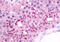 Neuromedin B Receptor antibody, MBS242772, MyBioSource, Immunohistochemistry frozen image 