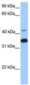 G Protein Subunit Beta 2 antibody, TA346599, Origene, Western Blot image 