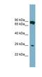 Cytochrome B5 Domain Containing 1 antibody, NBP1-56361, Novus Biologicals, Western Blot image 