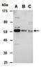 Makorin Ring Finger Protein 1 antibody, orb67218, Biorbyt, Western Blot image 