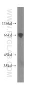 Protein Regulator Of Cytokinesis 1 antibody, 15617-1-AP, Proteintech Group, Western Blot image 