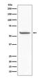 Basigin (Ok Blood Group) antibody, M00248-1, Boster Biological Technology, Western Blot image 