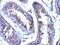 Testosterone antibody, M30952, Boster Biological Technology, Immunohistochemistry paraffin image 