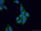 Exocyst complex component 2 antibody, 12751-1-AP, Proteintech Group, Immunofluorescence image 