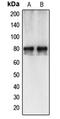 Calpain 12 antibody, MBS821903, MyBioSource, Western Blot image 