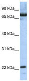 SCAN Domain Containing 1 antibody, TA339493, Origene, Western Blot image 