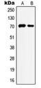 Heat Shock Protein Family A (Hsp70) Member 8 antibody, LS-C352336, Lifespan Biosciences, Western Blot image 