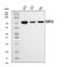 FKBP Prolyl Isomerase 10 antibody, A05217-1, Boster Biological Technology, Western Blot image 