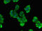 Pescadillo homolog antibody, LS-C678992, Lifespan Biosciences, Immunofluorescence image 
