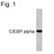 CEBPA antibody, NB600-1438, Novus Biologicals, Western Blot image 