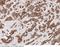 Keratin-7 antibody, 100310-MM02, Sino Biological, Immunohistochemistry frozen image 