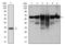 Keratin 5 antibody, AM06747PU-N, Origene, Western Blot image 
