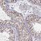 FYVE, RhoGEF And PH Domain Containing 1 antibody, PA5-51482, Invitrogen Antibodies, Immunohistochemistry paraffin image 