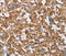 Coatomer Protein Complex Subunit Beta 1 antibody, MBS2519071, MyBioSource, Immunohistochemistry paraffin image 