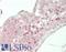 FAM20A Golgi Associated Secretory Pathway Pseudokinase antibody, LS-B14923, Lifespan Biosciences, Immunohistochemistry paraffin image 