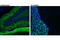 HTR2A antibody, 76012S, Cell Signaling Technology, Immunofluorescence image 