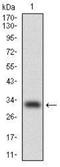 CEBPA antibody, NBP2-37501, Novus Biologicals, Western Blot image 