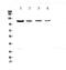 Retinitis Pigmentosa GTPase Regulator antibody, A01522, Boster Biological Technology, Western Blot image 