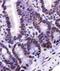 NK6 Homeobox 1 antibody, PA5-23070, Invitrogen Antibodies, Immunohistochemistry frozen image 