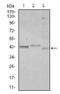 CCAAT/enhancer-binding protein alpha antibody, AM06759SU-N, Origene, Western Blot image 