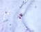 Aggrecan antibody, TA341181, Origene, Immunohistochemistry frozen image 