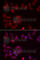 Pyridoxal Kinase antibody, A6687, ABclonal Technology, Immunofluorescence image 