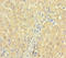 Clarin 2 antibody, orb23303, Biorbyt, Immunohistochemistry paraffin image 