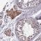Zinc Finger Protein 717 antibody, HPA044549, Atlas Antibodies, Immunohistochemistry frozen image 