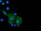 Coronin 1A antibody, TA501429, Origene, Immunofluorescence image 
