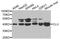 Clusterin antibody, MBS127231, MyBioSource, Western Blot image 