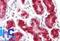 DExD/H-Box Helicase 58 antibody, NBP2-27419, Novus Biologicals, Immunohistochemistry frozen image 