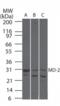 Lymphocyte antigen 96 antibody, ALX-215-063-C100, Enzo Life Sciences, Western Blot image 
