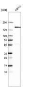 Kinesin Family Member 1C antibody, NBP1-85978, Novus Biologicals, Western Blot image 