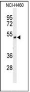 FAD Dependent Oxidoreductase Domain Containing 1 antibody, AP51744PU-N, Origene, Western Blot image 