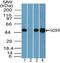 SRY-Box 9 antibody, TA337025, Origene, Western Blot image 