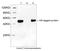 Hemagglutinin antibody, LS-C51072, Lifespan Biosciences, Western Blot image 