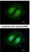 COBW Domain Containing 1 antibody, NBP2-14898, Novus Biologicals, Immunofluorescence image 