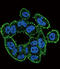 Urokinase antibody, 63-440, ProSci, Immunofluorescence image 