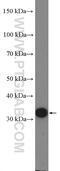 Cyclin D3 antibody, 26755-1-AP, Proteintech Group, Western Blot image 